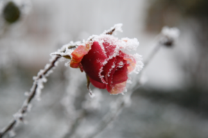 Very Cold Roses